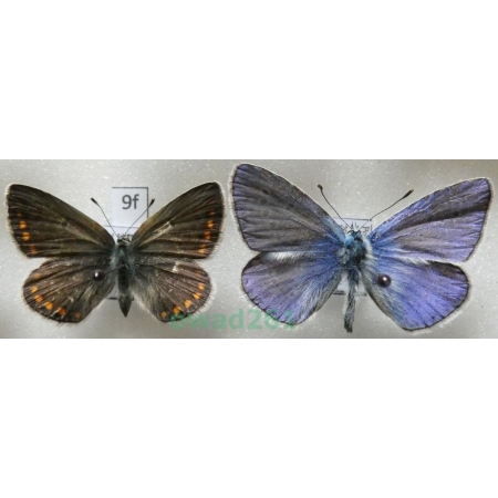 Polyommatus thersites (Cantener, 1835) pair Poland9f